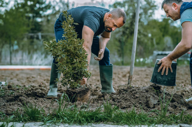 Best Tree Care Services  in Salem, UT